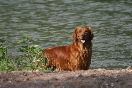 Dog in Nature on a river bankの写真素材