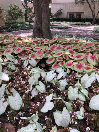 Beautiful Caladiums in Texas Shadeの写真素材