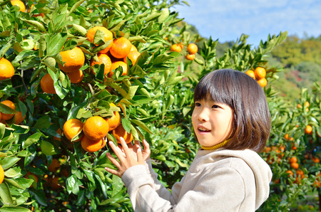 Girls enjoy picking orangesの写真素材