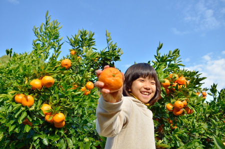 Girls enjoy picking orangesの写真素材