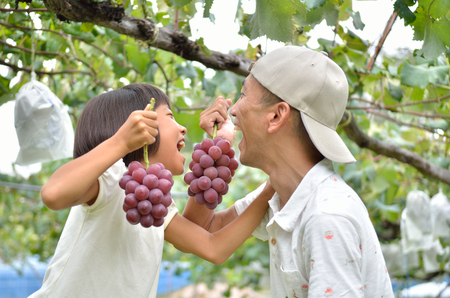 Parents and children enjoy pear pickingの写真素材