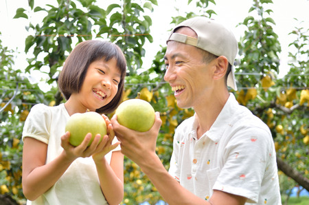 Parents and children enjoy pear pickingの写真素材