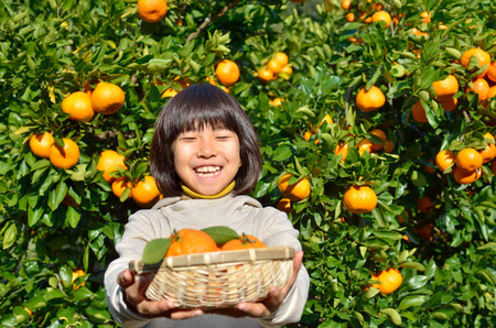 Girls enjoy picking orangesの写真素材