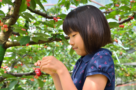 Girls enjoy cherry pickingの写真素材