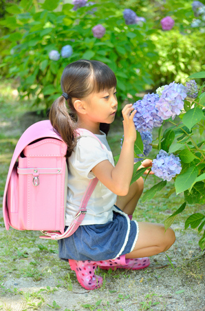 Hydrangea and elementary school girlsの写真素材