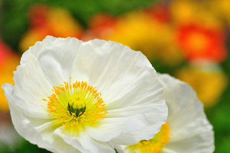 Poppyの写真素材