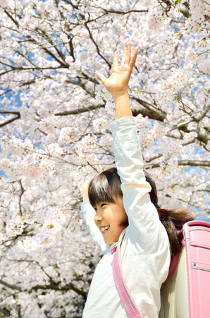 Girl and cherry treeの写真素材