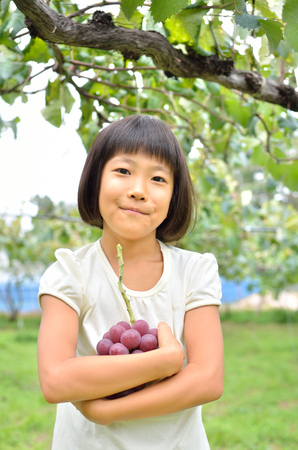 Girls enjoy grape pickingの写真素材