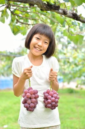 Girls enjoy grape pickingの写真素材