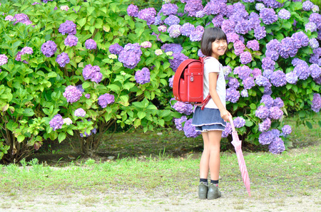 Hydrangea and elementary school girlの写真素材