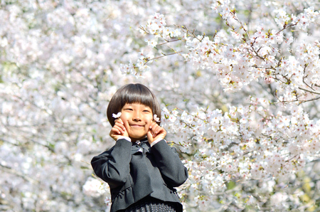 The first grade girl and cherry blossomの写真素材