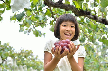 Girls enjoy grape pickingの写真素材