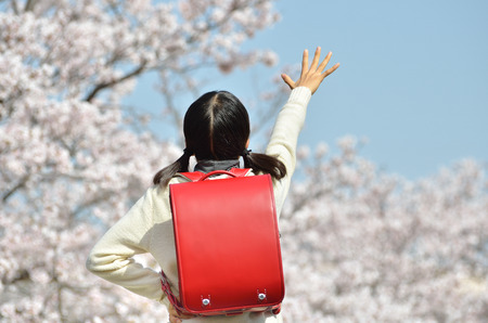 Japanese elementary school student (cherry, graduation, rear view)の写真素材