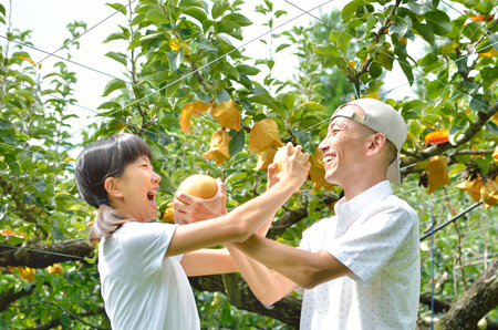 Parent and children enjoy pear pickingの写真素材