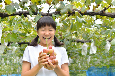 Girl enjoy picking grapeの写真素材