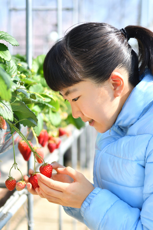 Japanese girl enjoy picking strawberryの写真素材