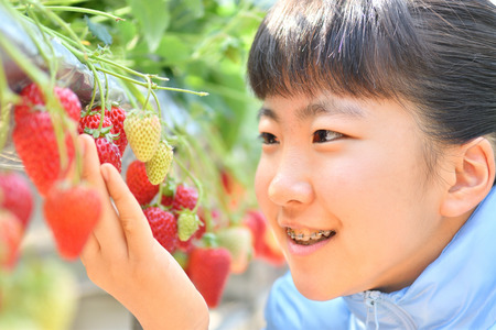 Japanese girl enjoy picking strawberryの写真素材