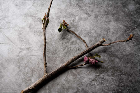 withered flowerの写真素材