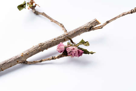 withered flowerの写真素材