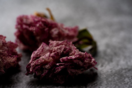 withered flowerの写真素材