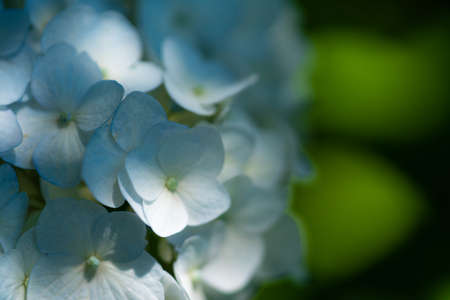 Hydrangea macrophylla