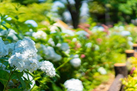 Hydrangea macrophyllaの写真素材