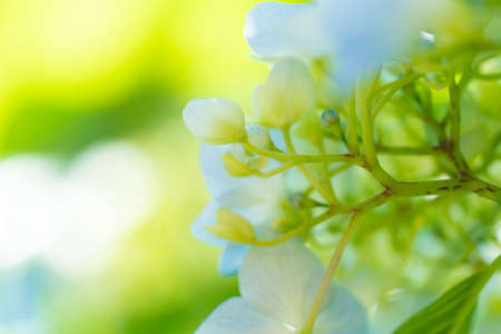 Hydrangea macrophyllaの写真素材