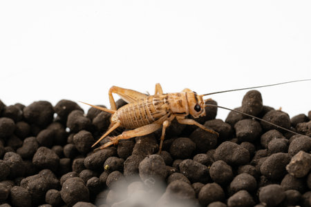 Crickets for feeding