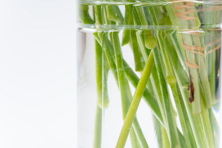 Plant stems in plastic bottles filled with waterの写真素材