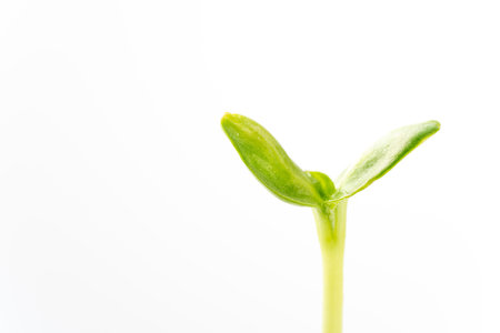 Germinationの写真素材