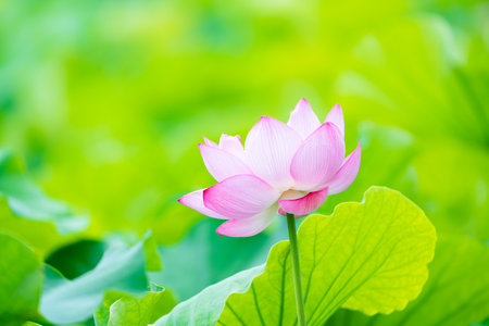 Lotus Flowerの写真素材
