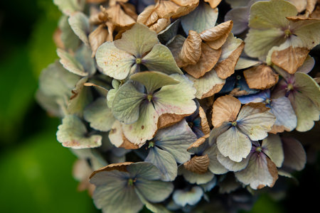Withered hydrangeaの写真素材