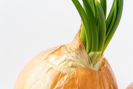 <p>Onions with sprouts</p>の写真素材