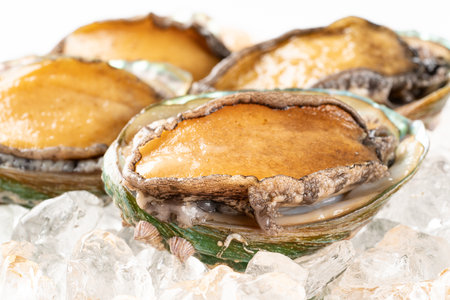 Live abaloneの写真素材