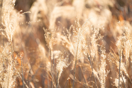 Backlit withered pampas grass
