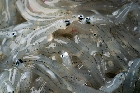 Sardines