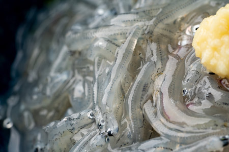 Sardines