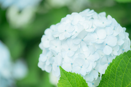 Hydrangea