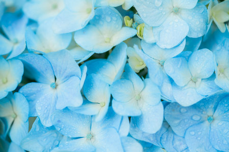 Hydrangeaの写真素材
