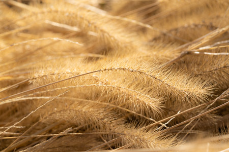 Golden Enochologusa photographed in winter Cat Jarashiの写真素材