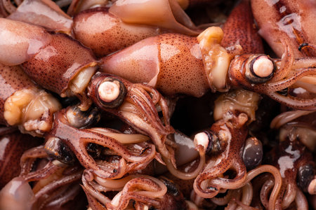 firefly squid