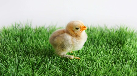 Newborn Chick Waiting for Easterの写真素材