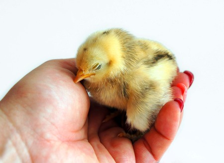 Newborn chick sleeping in the handの写真素材