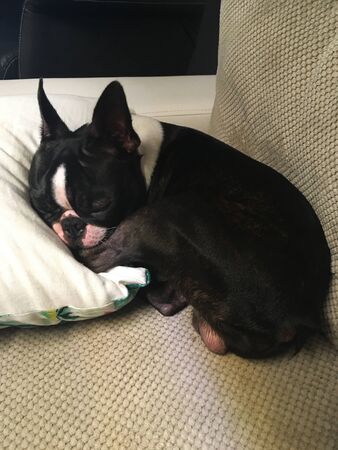 Boston Terrier Sleeping On His Pillowの写真素材