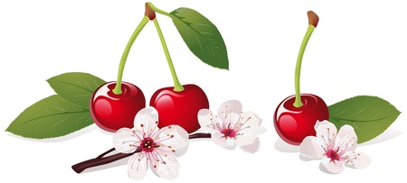 still life with cherry and cherry blossom のイラスト素材