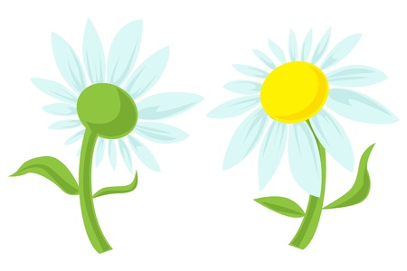 daisy isolated on white backgroundのイラスト素材