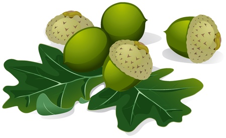 acorns vector isolated on white backgroundのイラスト素材