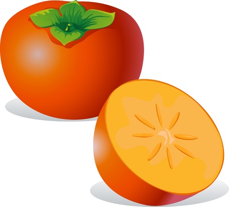 persimmon - vector illustration isolated on white backgroundのイラスト素材