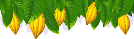 cocoa pod and leaf - the upper bar- vector illustrationのイラスト素材