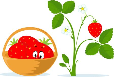 Strawberry Cartoon in Basket and Strawberry Plant Flat Vector Illustrationのイラスト素材